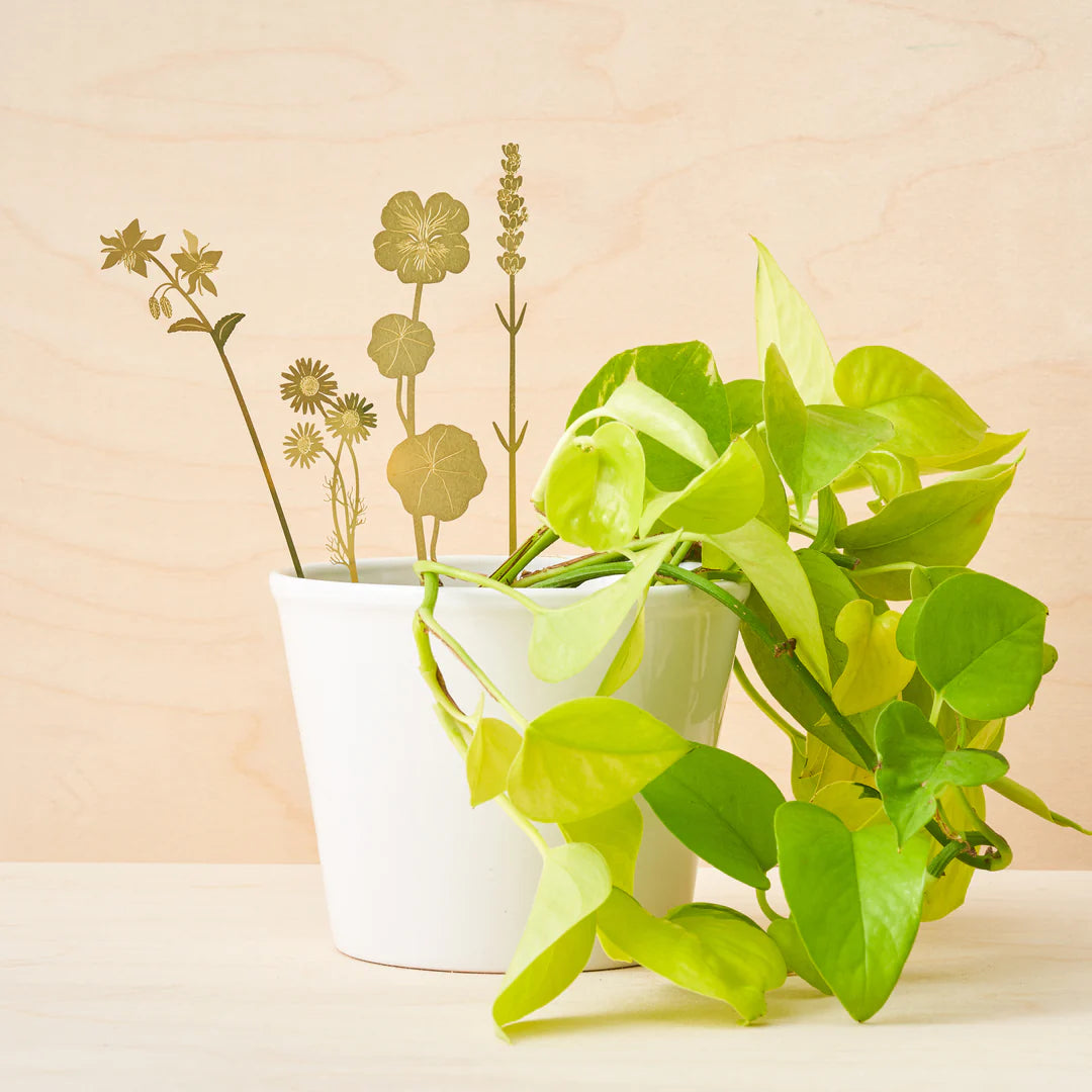 BLOOM HERBS PLANT ORNAMENT